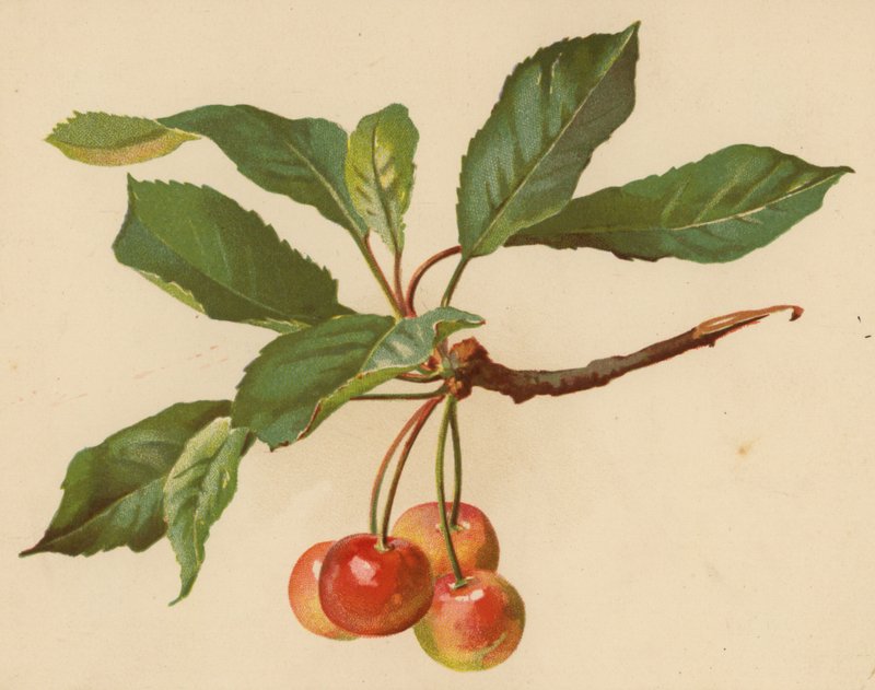 Kirsikat (chromolitho) tekijältä Ethel C. Nisbet