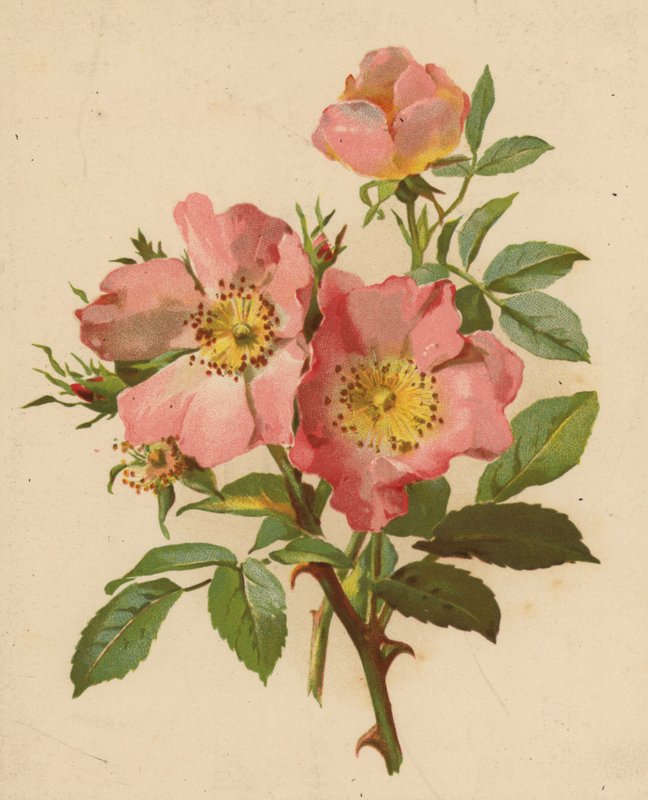 Koiran ruusut (chromolitho) tekijältä Ethel C. Nisbet