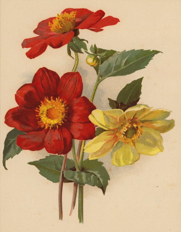 Yksittäiset daaliat (chromolitho) tekijältä Ethel C. Nisbet