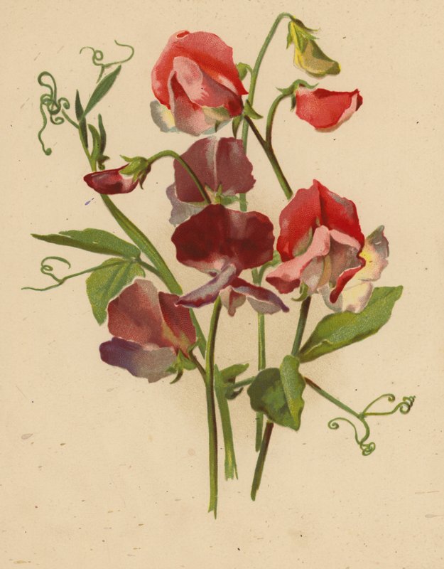 Makeat herneet (chromolitho) tekijältä Ethel C. Nisbet