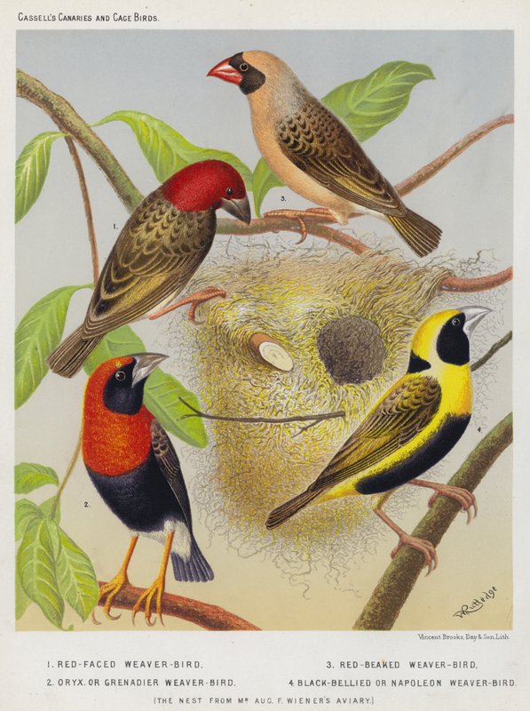 Punanaamainen Weaver-Bird, Red-beaked Weaver-Bird, Oryx tai Grenadier Weaver-Bird, Black Bellied tai Napoleon Weaver-Bird tekijältä European School