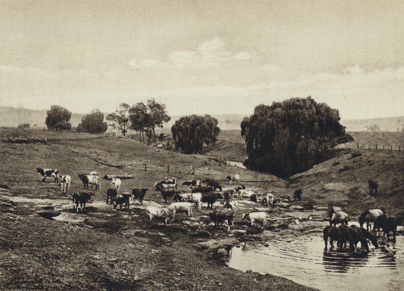 Australia, Nautakarja, Queensland (m/w kuva) tekijältä European Photographer