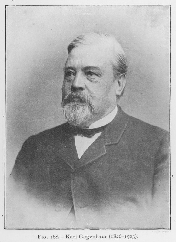 Karl Gegenbaur (1626-1903), muotokuva (m/w kuva) tekijältä European Photographer