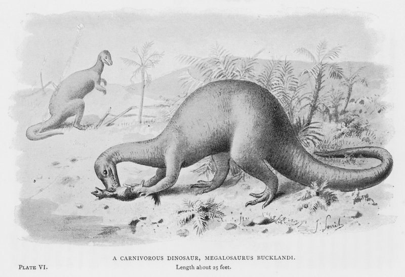 Lihansyöjädinosaurus, Megalosaurus Bucklandi (litho) tekijältä European School