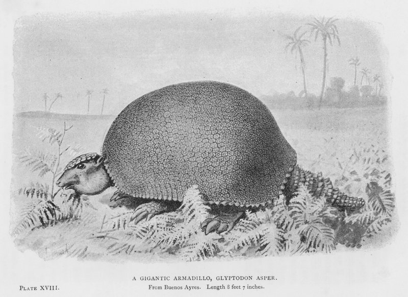 Jättimäinen armadillo, Glyptodon Asper (Litho) tekijältä European School