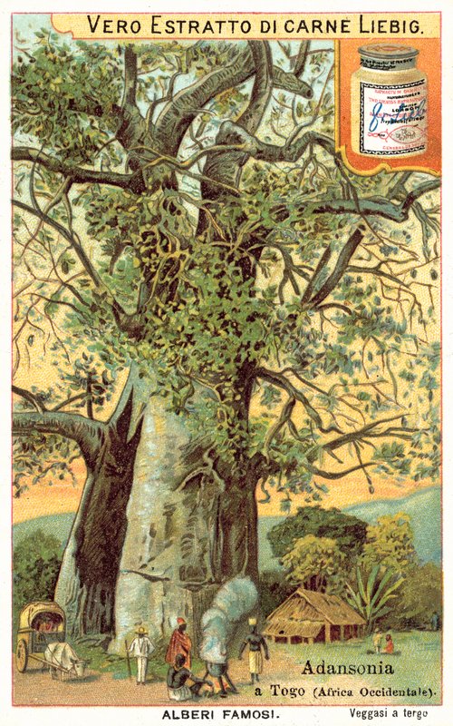 Adansonia-puu Togossa (chromolitho) tekijältä European School