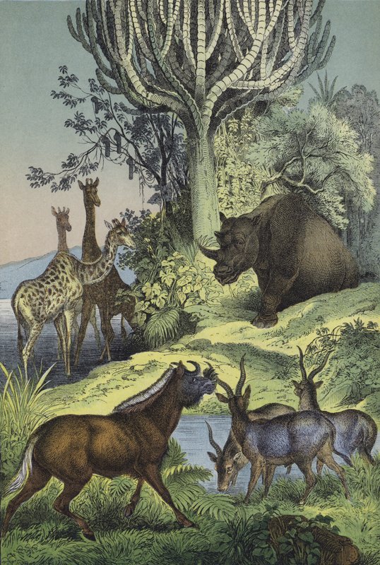 Abessinian vuoriston eläimet ja kasvit (väri litho) tekijältä European School