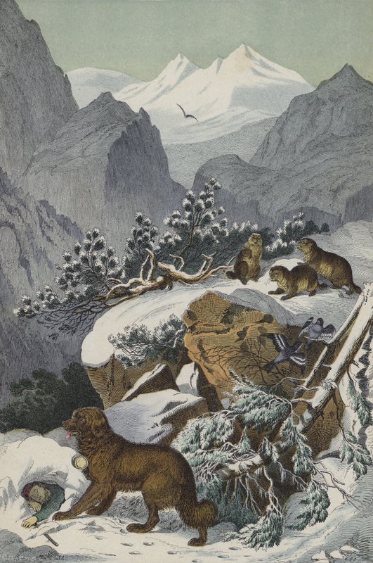 Alppien eläimet ja kasvit (väri litho) tekijältä European School