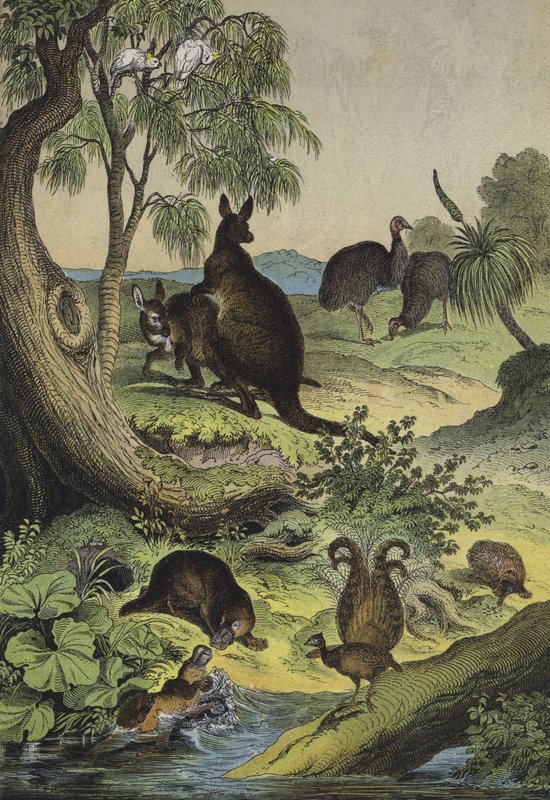 Australian sisätilojen eläimet ja kasvit (väri litho) tekijältä European School