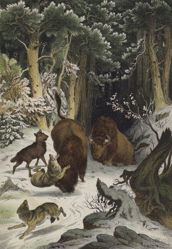 Bialowiczin metsän eläimet ja kasvit, Liettua (väri litho) tekijältä European School