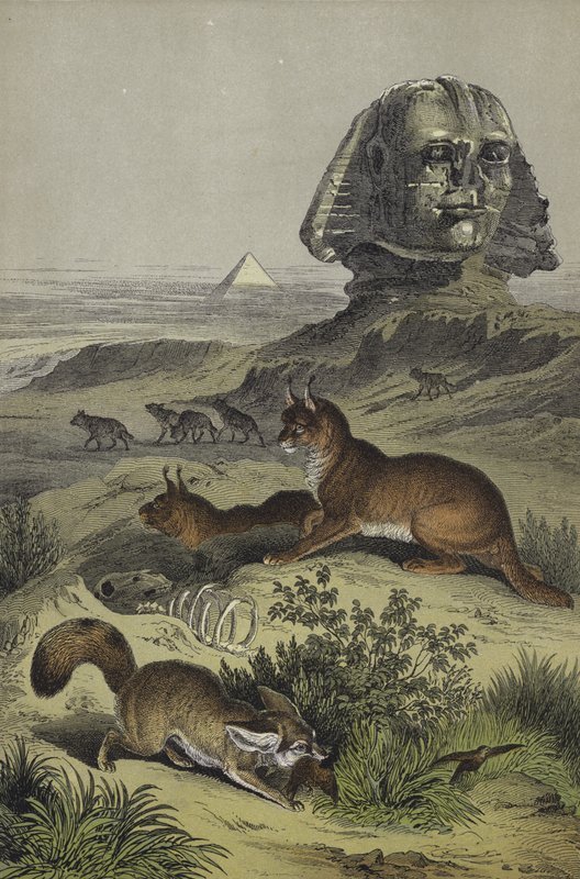 Egyptin eläimet (väri litho) tekijältä European School