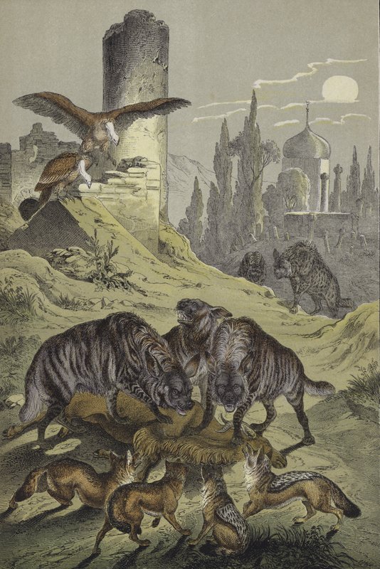 Pohjois-Afrikan eläimet (väri litho) tekijältä European School