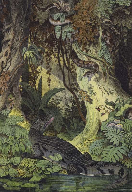 Brasilian Amazonin viidakoiden eläimet (väri litho) tekijältä European School