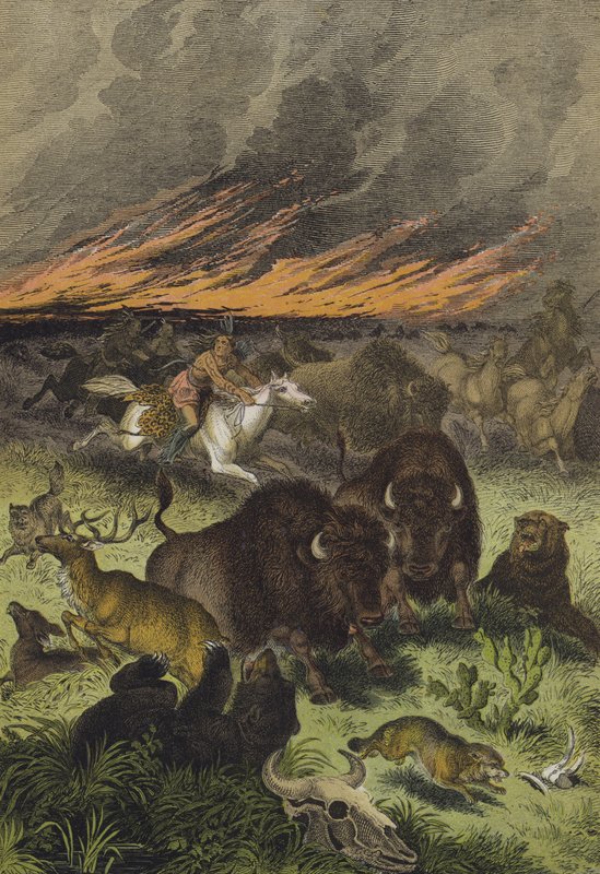 Pohjois-Amerikan preeriaeläimet (väri litho) tekijältä European School