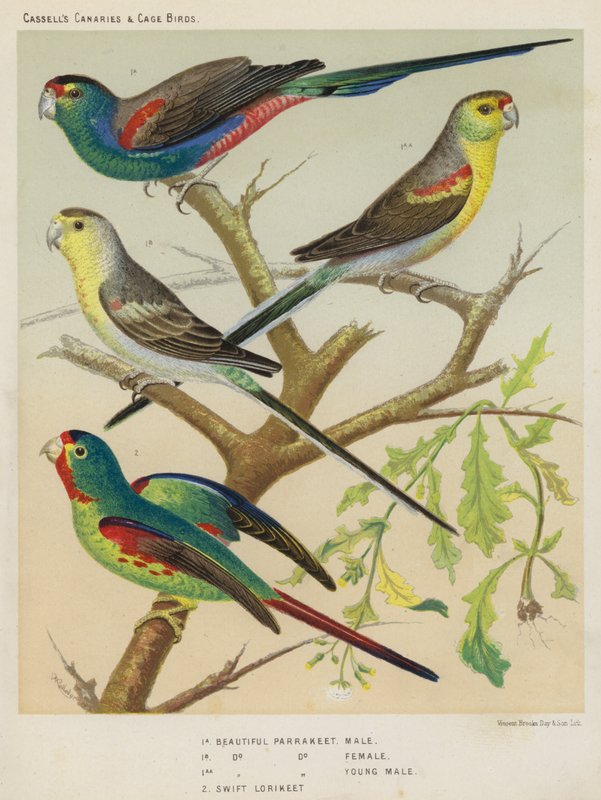 Beautiful Parrakeet, uros, naaras, nuori uros, Swift Lorikeet (värilitografia) tekijältä European School