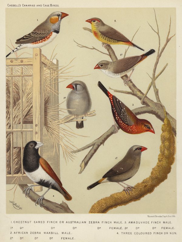Chestnut Eared Finch tai Australian Zebra Finch, uros, naaras, African Zebra Waxbill, uros, naaras, Amaduvade Finch, uros, naaras, Three Coloured Finch tai Nun (värilitro). tekijältä European School
