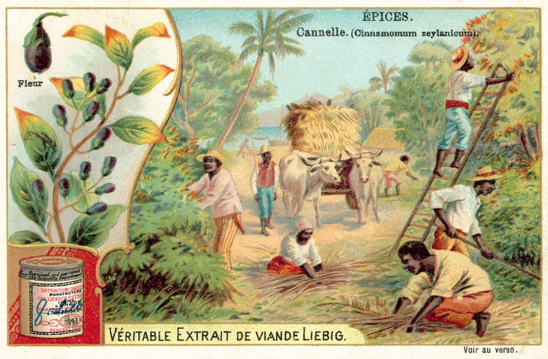 Kaneli (chromolitho) tekijältä European School
