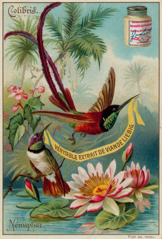 Colibris ja Nenuphar tekijältä European School