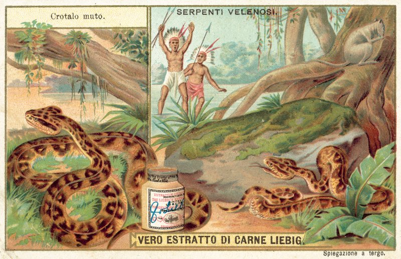 Kuparipää (chromolitho) tekijältä European School