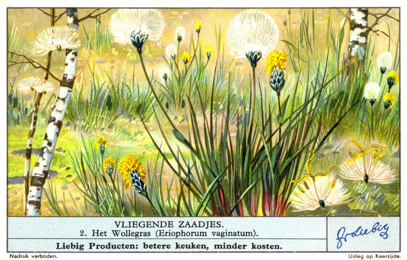 Vattunurmikka (Eriophorum vaginatum) (chromolitho) tekijältä European School