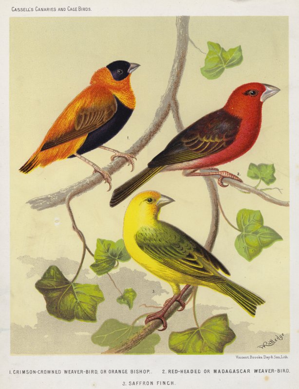 Crimson-Crowned Weaver-Bird tai Orange Bishop, Red-Headed tai Madagascar Weaver-Bird, Saffron Finch (värilitografia). tekijältä European School