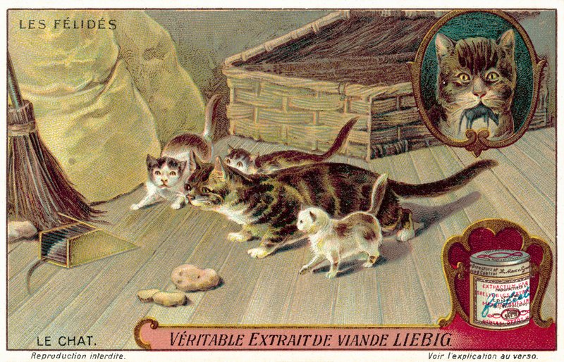 Kotikissa (chromolitho) tekijältä European School