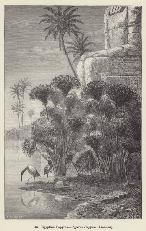 Egyptin papyrus, Cyperus Papyrus, Linnaeus (kaiverrus) tekijältä European School