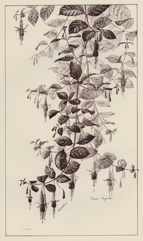 Fuschia Maginata (litho) tekijältä European School