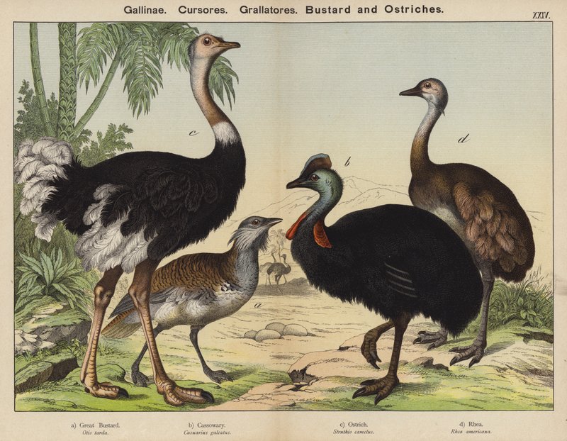 Barn Runners, Grallators, Bustard ja Strutsit (väri litho) tekijältä European School