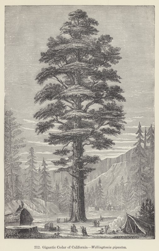 Jättimäinen Kalifornian Cedar, Wellingtonia gigantea (kaiverrus) tekijältä European School