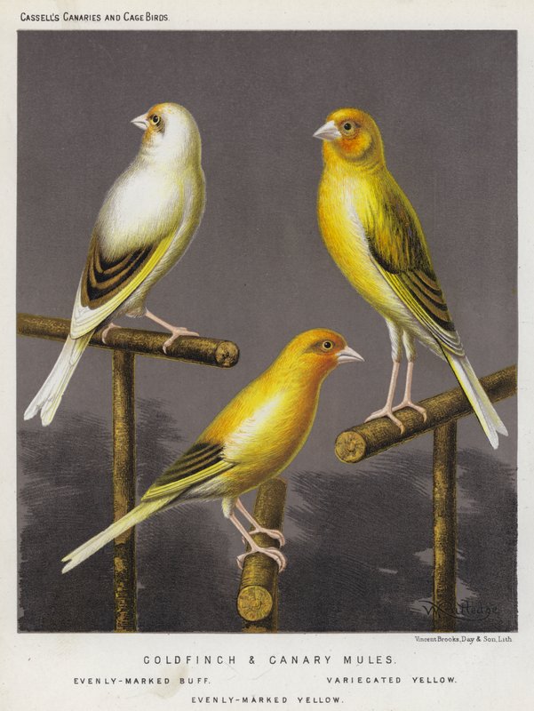 Goldfinch ja Canary Mules, Evenly-Marked Buff, Variecated Yellow, Evenly-Marked Yellow (värilitra). tekijältä European School