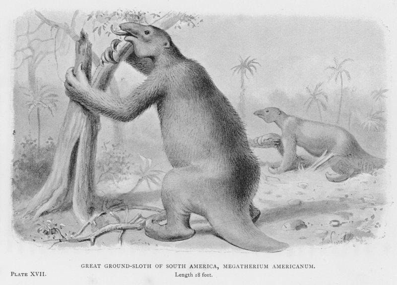 Etelä-Amerikan suuri laiskuri, Megatherium Americanum (litho) tekijältä European School