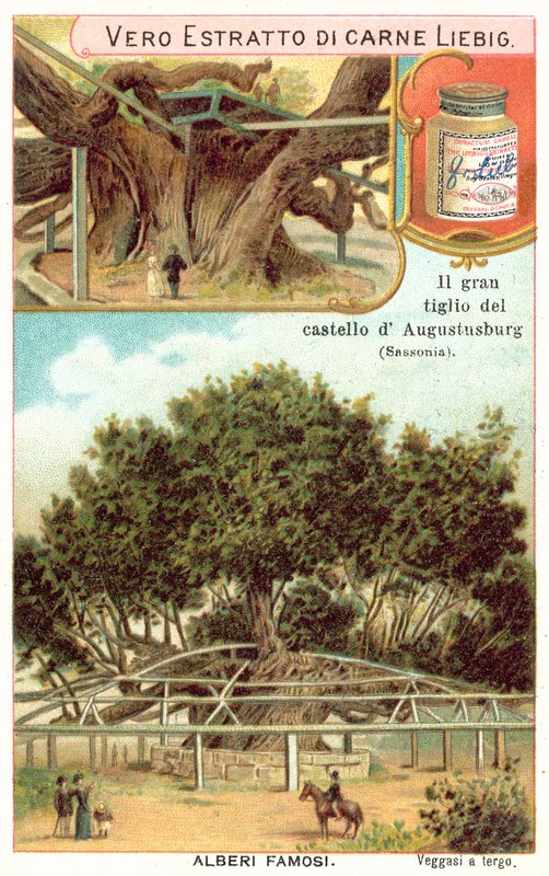 Suuri lehtipuu Augustusburgin metsästysmajan tontilla, Sachsenissa, Saksassa (chromolitho) tekijältä European School