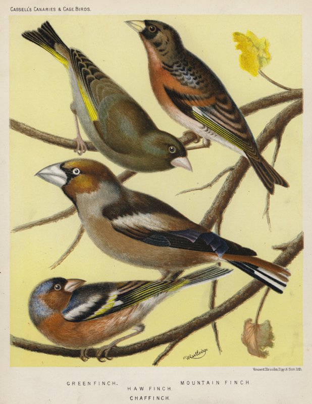 Vihreä peippo, vuoripeippo, varipippo, peippo (väri litho) tekijältä European School