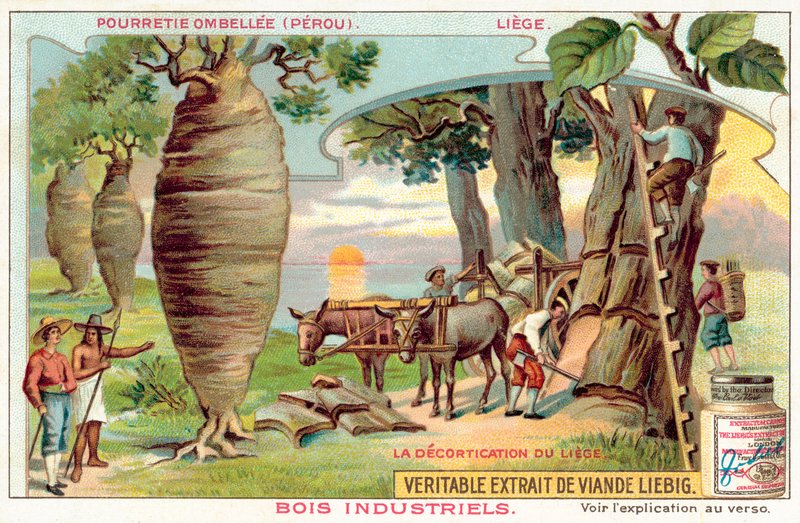 Kuoren korjuu puista Perussa (chromolitho) tekijältä European School
