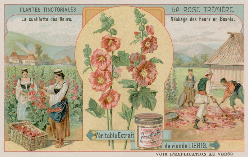 Hollyhocks kerätään Bosniassa tekijältä European School