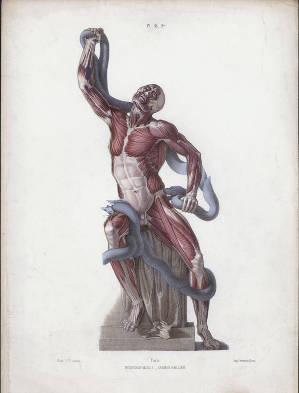 Kuva ihmisen ulkoisten muotojen anatomiasta: Laocoon (väri litho) tekijältä European School