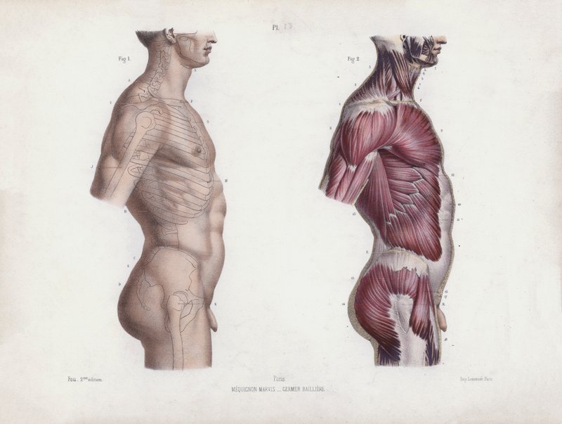 Illustration for Ihmisen ulkoisten muotojen anatomia: Miehen ylävartalo, sivukuva (värilitraus) tekijältä European School