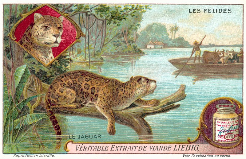 Jaguar (chromolitho) tekijältä European School