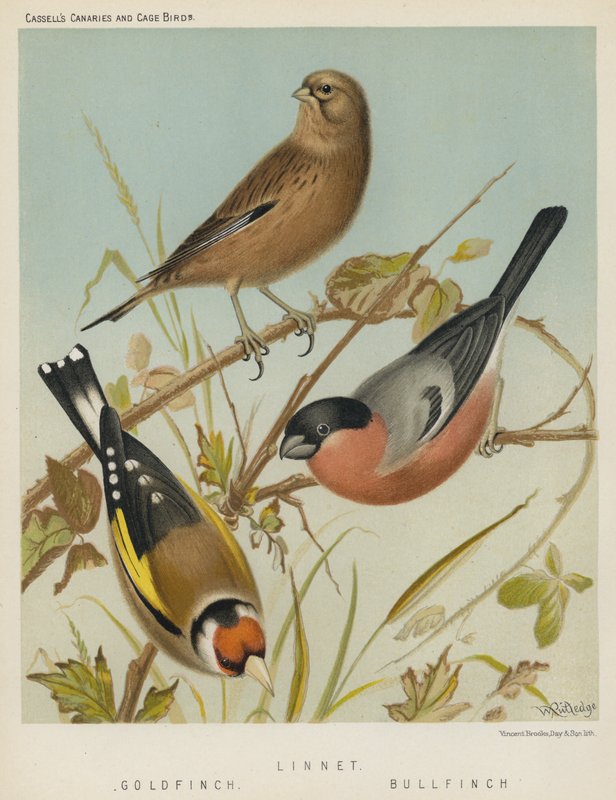 Linnet, kultasimppu, härkälintu (värilitografia) tekijältä European School