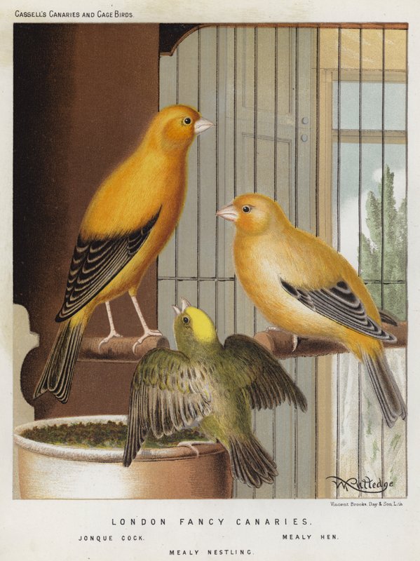 London Fancy Canaries, Jonque Cock, Mealy Hen, Mealy Nestling (väri litho) tekijältä European School