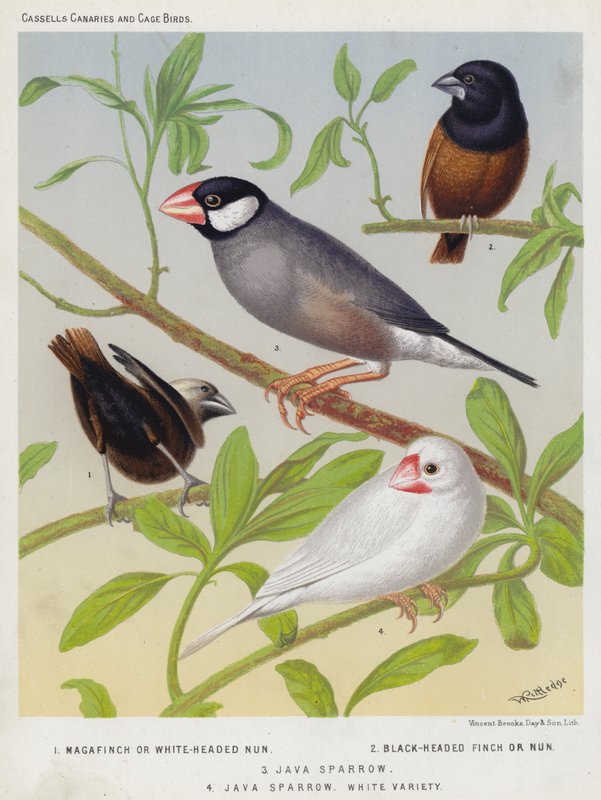 Magafinch tai White-Headed Nun, Black-Headed Finch tai Nun, Java Sparrow, White Variety (värilitografia). tekijältä European School