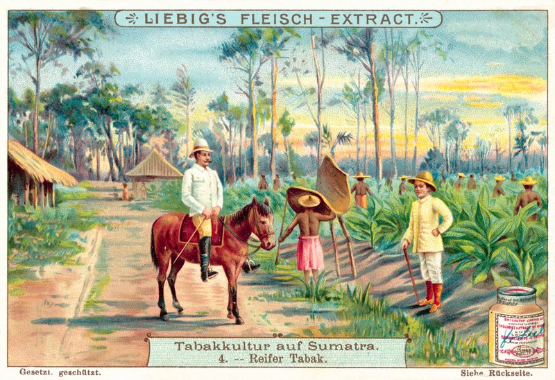 Kypsät tupakkakasvit (chromolitho) tekijältä European School