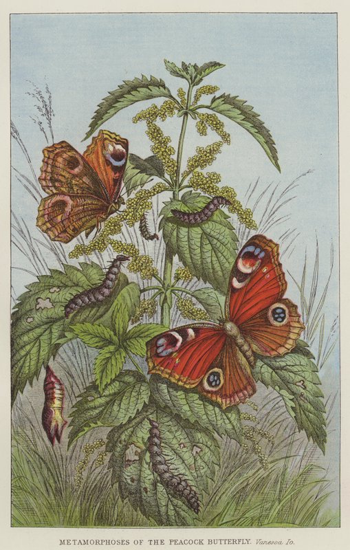 Peacock Butterfly -perhosen metamorfoosit, Vanessa Io (kaiverrus) tekijältä European School
