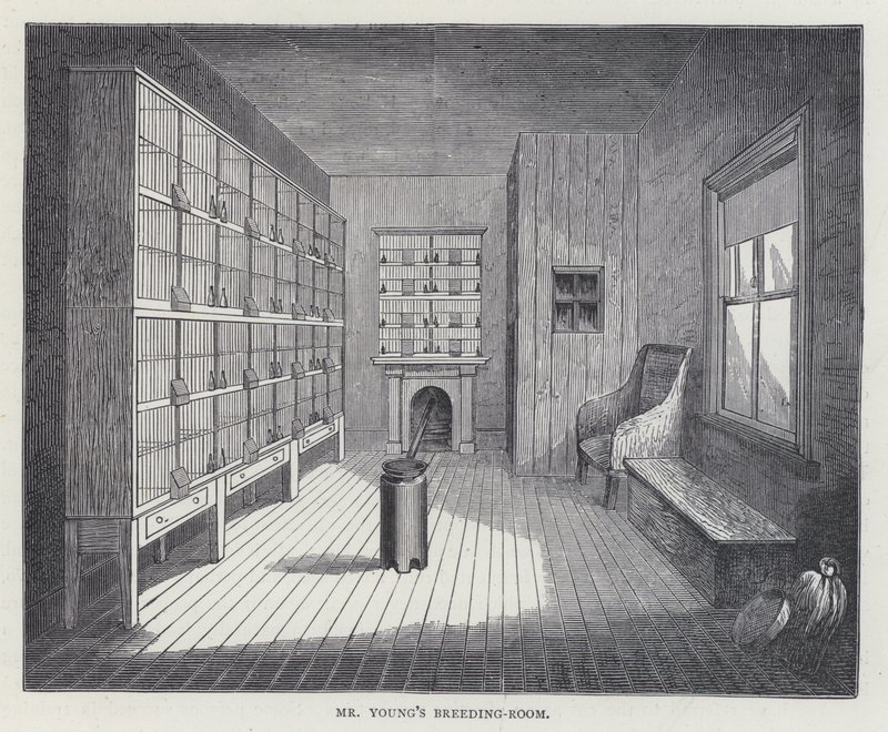 Mr Youngin kasvatushuone (väri litho) tekijältä European School