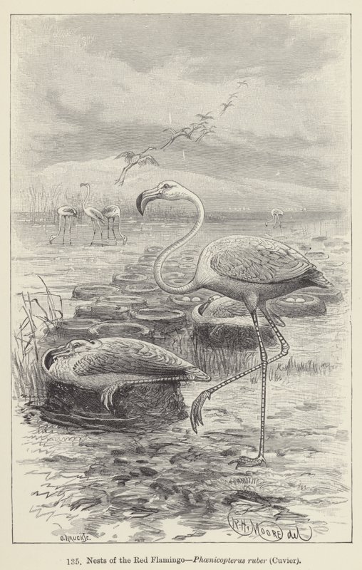 Punaisen flamingon, Phoenicopterus ruberin, Cuvierin pesät (kaiverrus) tekijältä European School