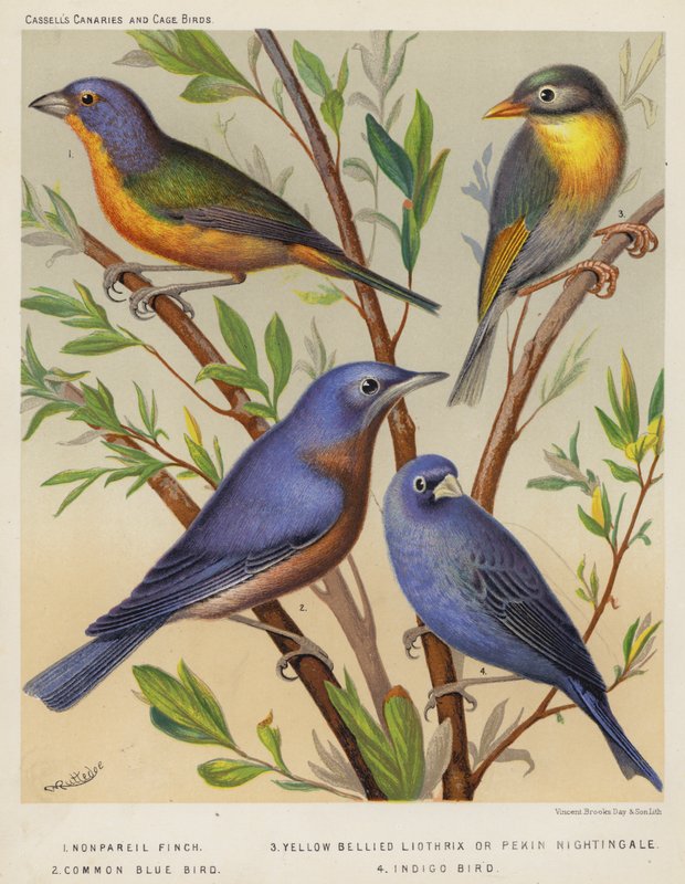 Nonpareil Finch, Yellow Bellied Liothrix tai Pekin Nightingale, Common Blue Bird, Indigo Bird (värilitografia) tekijältä European School