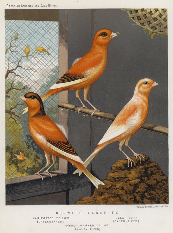Norwich Canaria, kirjava keltainen, Cayenne-ruokittu, Clear Buff, Cayenne-Fed, Tasaisesti merkitty keltainen, Cayenne-Fed (väri litho) tekijältä European School