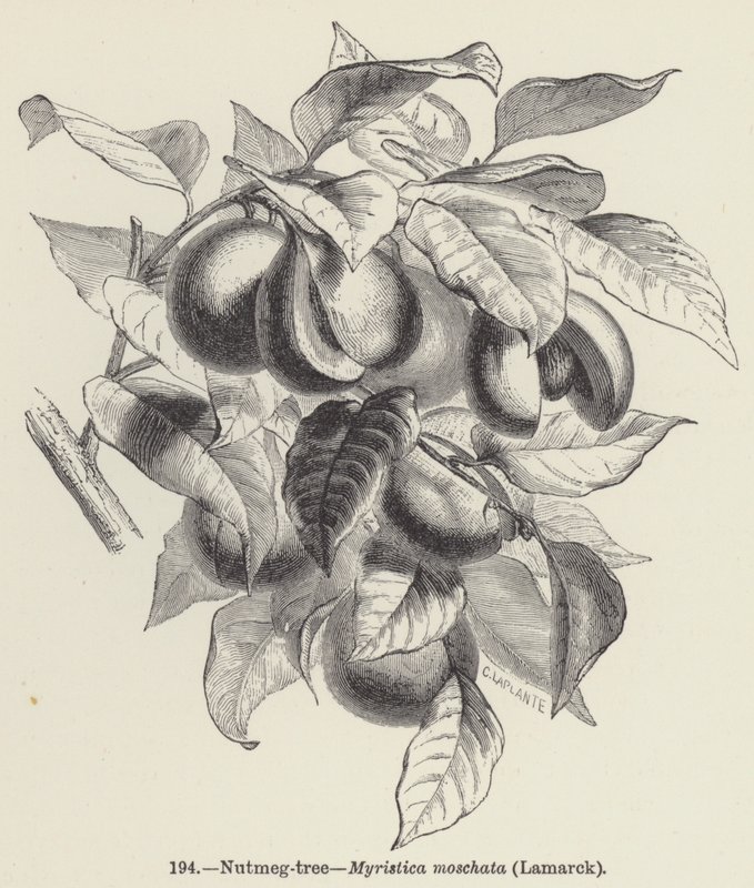 Muskottipähkinäpuu, Myristica moschata, Lamarck (kaiverrus) tekijältä European School