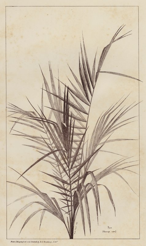Palmu, Chamaerops Exelsa (litho) tekijältä European School